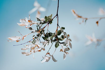 Close-up of cherry blossoms in spring