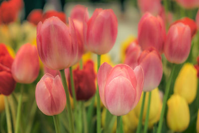 Close-up of purple tulips