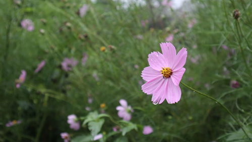 Close-up of pink cosmos flower