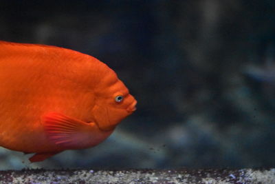 Close-up of fish swimming in aquarium