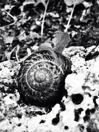 Close-up of snail