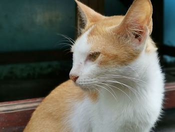 Close-up of cat looking away at home