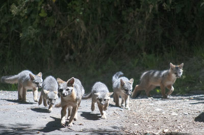 View of a group of foxes in the forest
