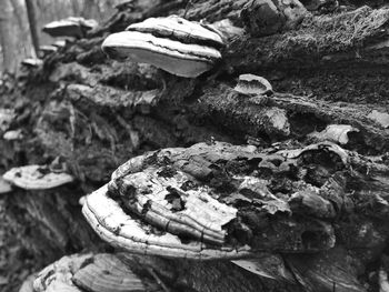 Close-up of log on rock