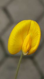 Close-up of yellow flowers