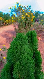 High angle view of succulent plant on field