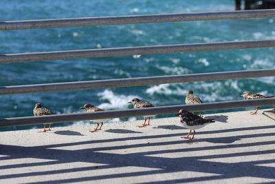 Birds perching on railing against sea