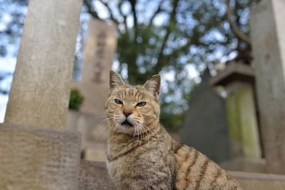 Close-up of cat sitting outdoors