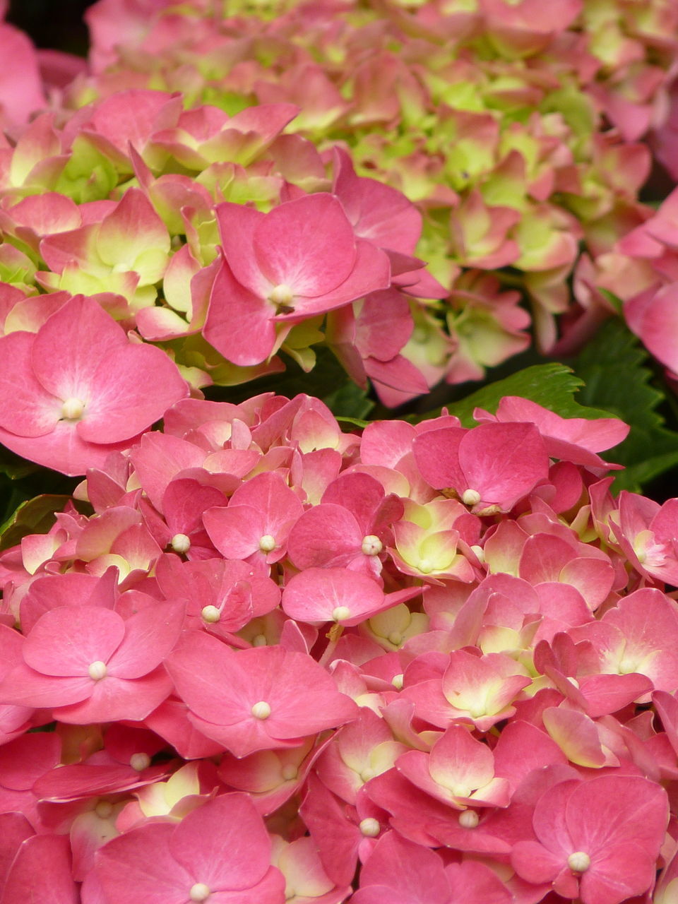 FULL FRAME SHOT OF PINK FLOWERING PLANT