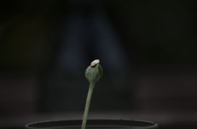 Close-up of flower bud