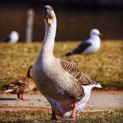 Close-up of duck on field