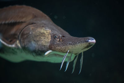 Close-up of fish swimming in sea