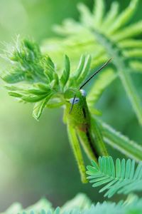 Close-up of insect on leaf