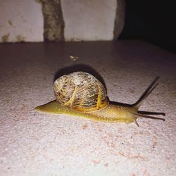 Close-up of snail