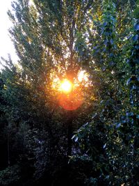 Sun shining through trees in forest