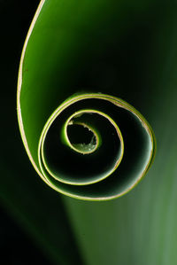 Close-up of spiral green black background