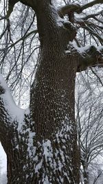 Low angle view of tree against sky