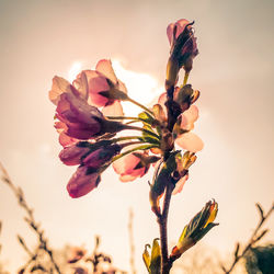 Close-up of wilted flower against sky