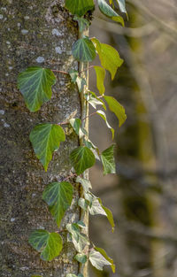 Close-up of leaves against blurred background