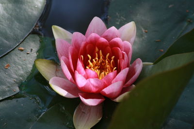 Close-up of lotus water lily blooming in pond