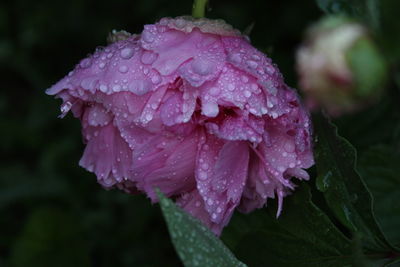 Close-up of raindrops on pink rose