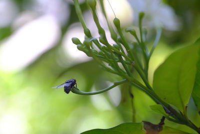 Close-up of bird on plant