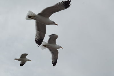 Low angle view of seagull flying in sky