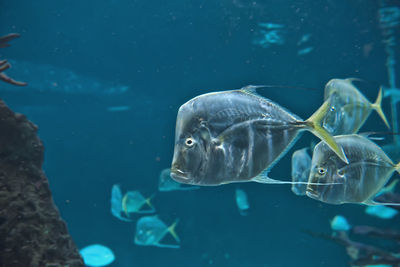 Fish swimming in sea