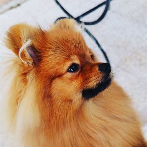 Close-up of a dog looking away