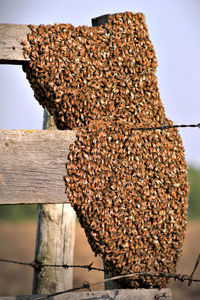 Close-up of tree trunk