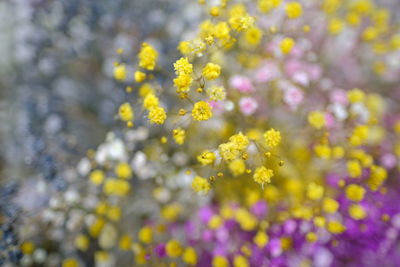 Close-up of yellow flowering plant