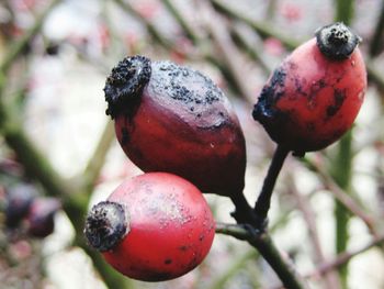 Close-up of strawberry on tree