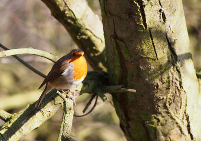 Close-up of bird perching on tree