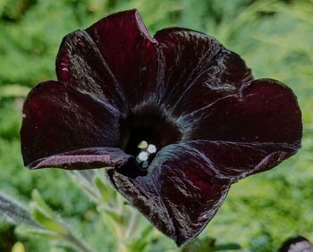 Close-up of red flower