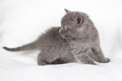 Close-up of cat sitting on white background