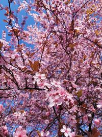 Low angle view of cherry blossoms in spring