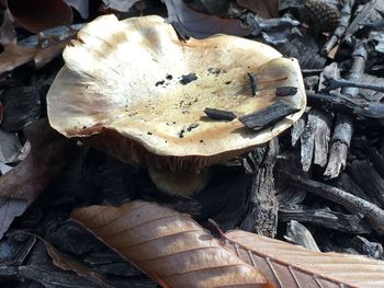 Close-up of mushrooms