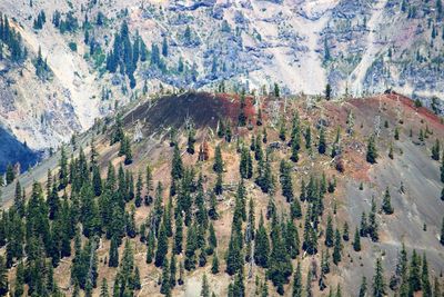 High angle view of pine trees in forest