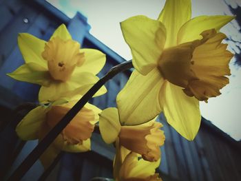 Close-up of yellow flowers