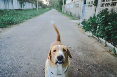 Portrait of dog on road in city