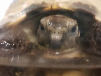 Close-up portrait of a turtle