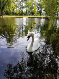 Swan swimming in lake