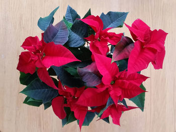 High angle view of red flowering plants