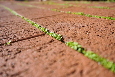 Surface level of cobblestone field