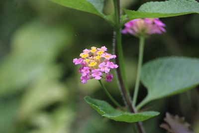 Close-up of pink flowering plant