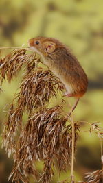 Close-up of a bird looking away