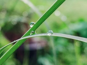 Close-up of wet plant during rainy season