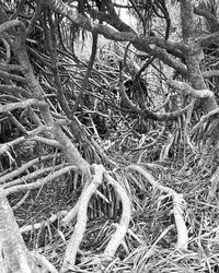 Aerial view of tree during winter