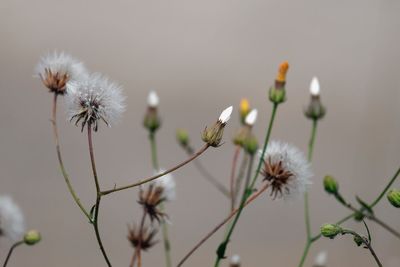 Close-up of white thistle flowers
