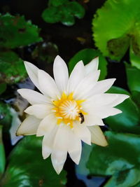 Close-up of white flowering plant